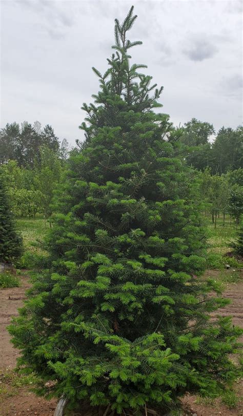 x 48 in. . 75 ft grand duchess balsam fir